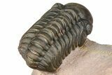 Metacanthina Trilobite With Reedops - Lghaft, Morocco #368572-10